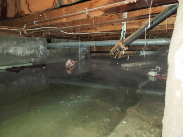 Best Professional water damage repair  in Port Oconnor, TX